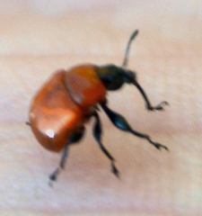 Synolabus nigripes