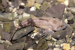 Cottus petiti