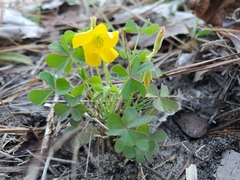 Oxalis texana