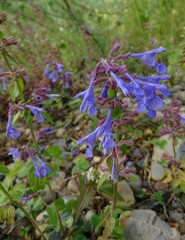 Dracocephalum nutans