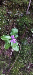 Pinguicula moranensis