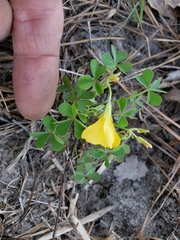 Oxalis texana