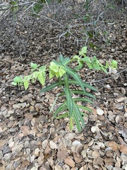 Euphorbia lathyris