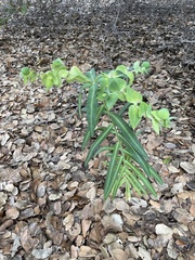 Euphorbia lathyris