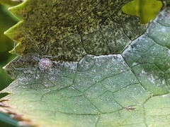 Floronia bucculenta