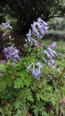 Corydalis incisa