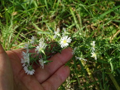Symphyotrichum ericoides