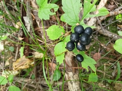 Actaea spicata
