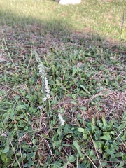 Spiranthes spiralis