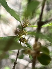 Forestiera reticulata