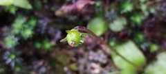 Pinguicula moranensis