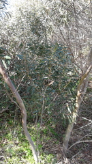 Eucalyptus diversifolia diversifolia