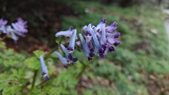 Corydalis incisa