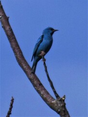 Dacnis cayana