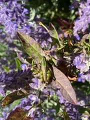 Melanoplinae