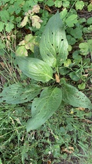 Cynoglossum officinale