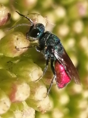 Chrysis ignita