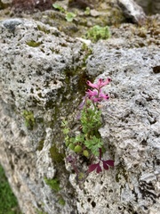 Fumaria bastardii