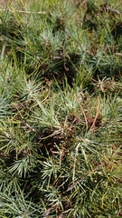 Pinus canariensis