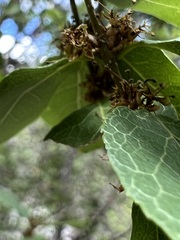 Forestiera reticulata