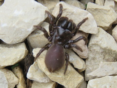 Atypus