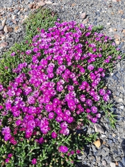 Ruschieae