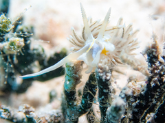 Dondice occidentalis