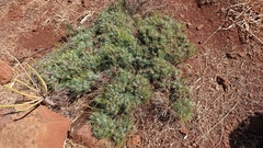 Pinus canariensis
