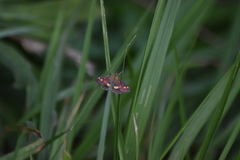 Pyrausta aurata