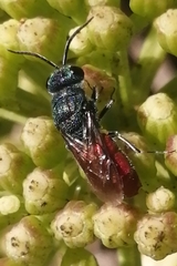 Chrysis ignita