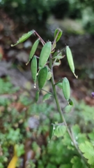 Corydalis incisa