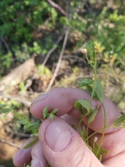 Stellaria calycantha