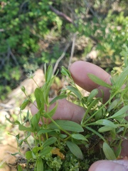 Stellaria calycantha