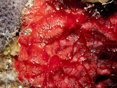 Monanchora arbuscula