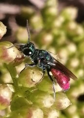 Chrysis ignita