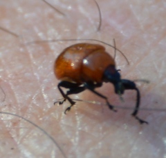 Synolabus nigripes