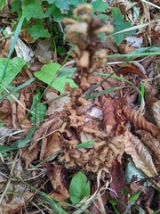 Orobanche hederae