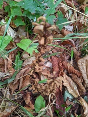 Orobanche hederae