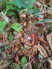 Orobanche hederae