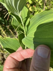 Polygonatum biflorum