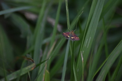 Pyrausta aurata