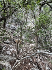 Forestiera reticulata