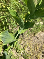 Polygonatum biflorum
