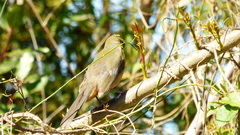 Saltator similis