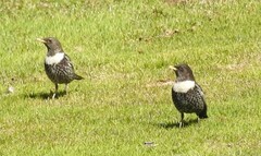 Turdus torquatus