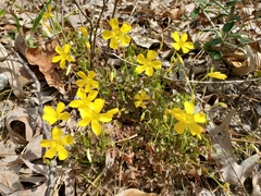 Oxalis texana