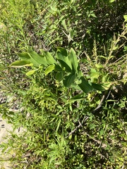 Polygonatum biflorum
