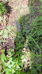 Agastache foeniculum