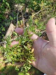 Stellaria calycantha