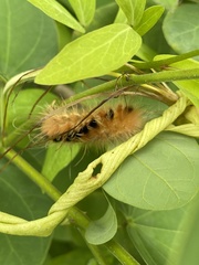 Pygarctia
